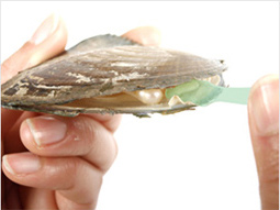 Cut the clam